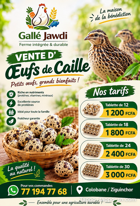Oeufs de caille frais et bio- Disponible dès maintenant !