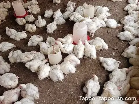 vente Poulet de chair