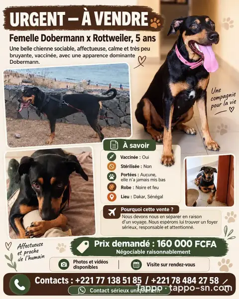 Chienne Dobermann croisée Rottweiler