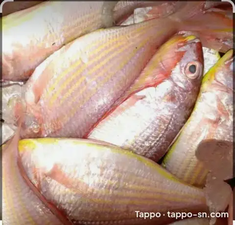 Poissons frais Rouget