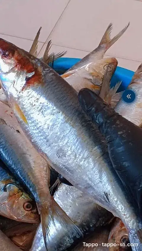 Poissons Yaboy frais